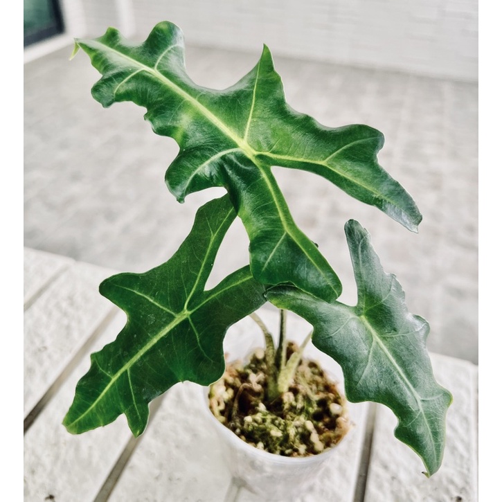 菩提 觀音蓮 Alocasia Portei 雨林 觀葉 斑葉 網紅 IG 室內 植物 小李植栽