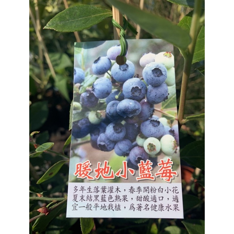 【花果聖地】～～暖地小藍莓 小藍莓 水果苗 3.5寸盆