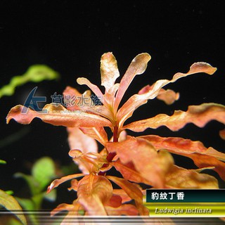 Ac草影 印度黃玫瑰 一株 蝦皮購物