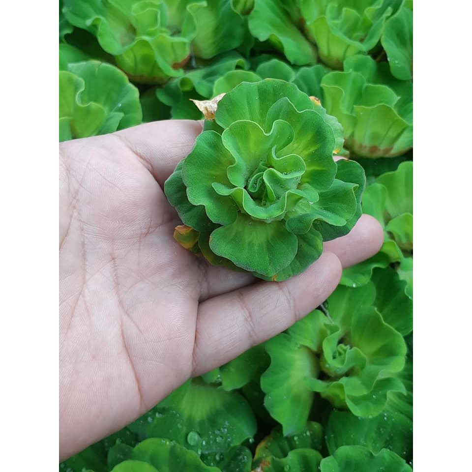 玫瑰水芙蓉的價格推薦 23年2月 比價比個夠biggo