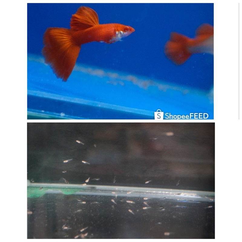 全紅白子仔魚 全紅白子幼魚 純品係 品種 孔雀魚 全紅白子👉賣場另有 黑木炭 天空藍白子 仔魚