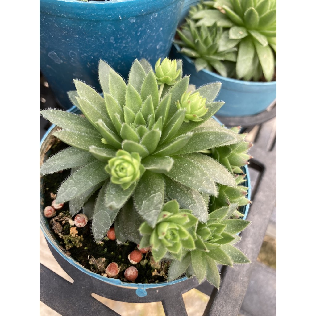 多肉植物 仙人掌 滾球卷娟 3吋盆 蝦皮購物