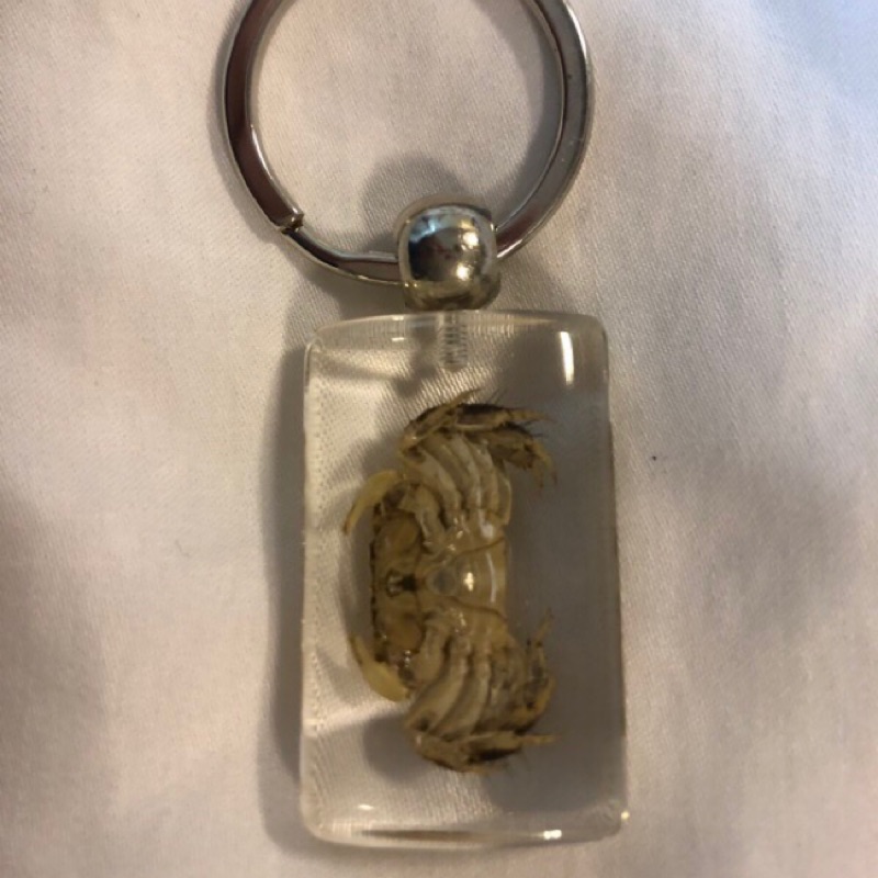 螃蟹標本活化石鑰匙圈