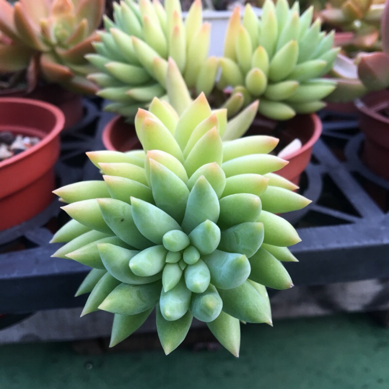 519uncle 多肉植物 3 靜夜玉綴 靜葉多頭盆栽造景多肉植物裝飾花器多肉綠植花盆 蝦皮購物