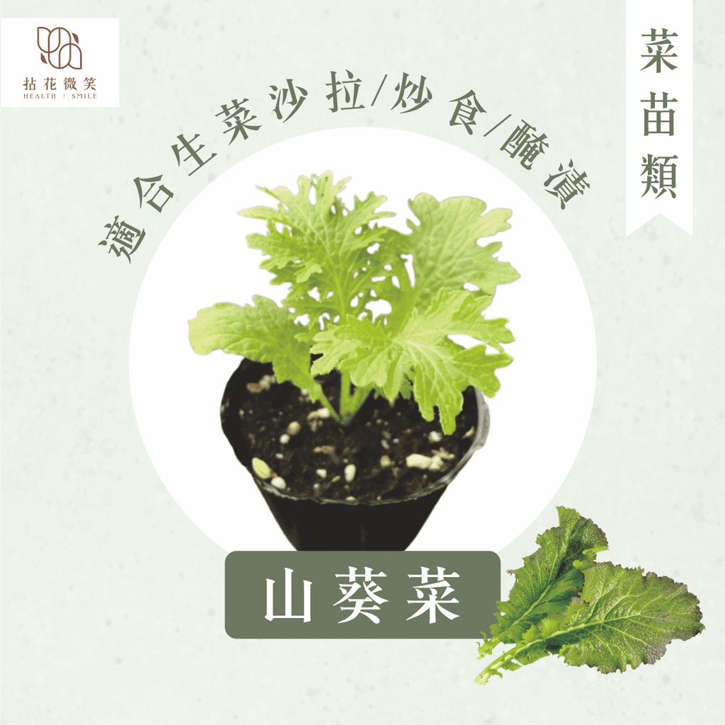 拈花微笑 山葵菜 3吋 菜苗 料理 食用蔬菜 調味料 烹飪 有機 蔬果 蝦皮購物