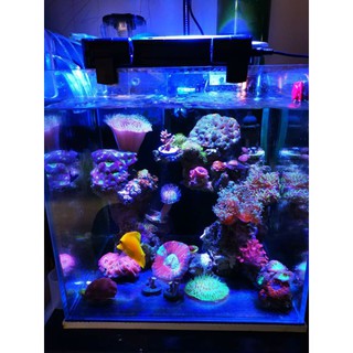 魚樂城水族精品 手機app日出日落控制 海水燈魔神海洋軟體燈旗艦級led海水燈具 美國cree顆粒 蝦皮購物