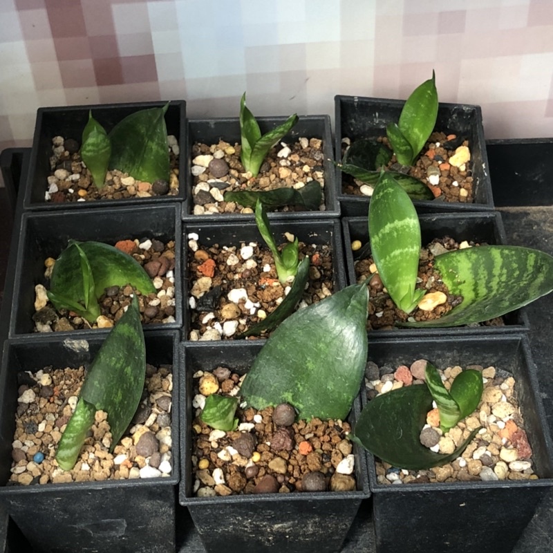 K32 短葉虎尾蘭 葉孵芽 熊多肉植物7 12 蝦皮購物