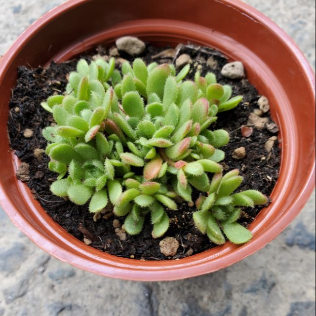 來自都蘭山 3吋盆多肉植物盆栽 花岩鞋 蝦皮購物