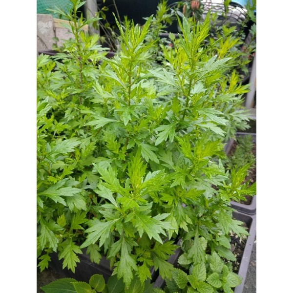 【芳香藥草苑】香草、香藥草種子－ 艾草(Mugwort) ﹝一包約100顆﹞