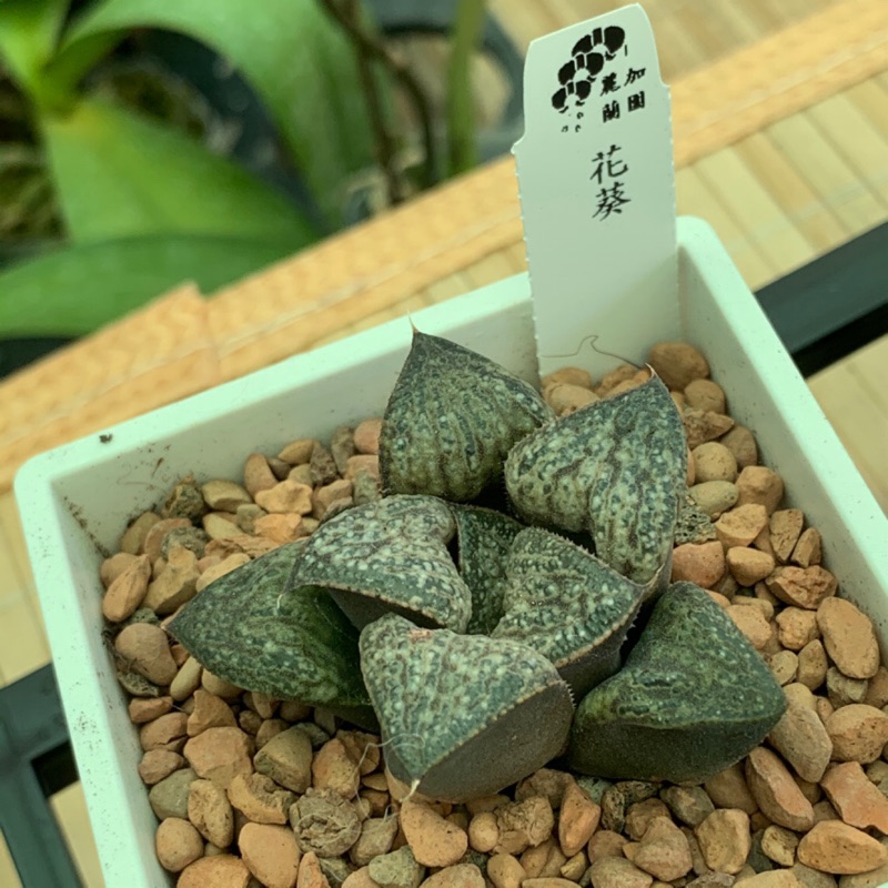 麗加蘭園 多肉植物 花葵 百合科 蝦皮購物