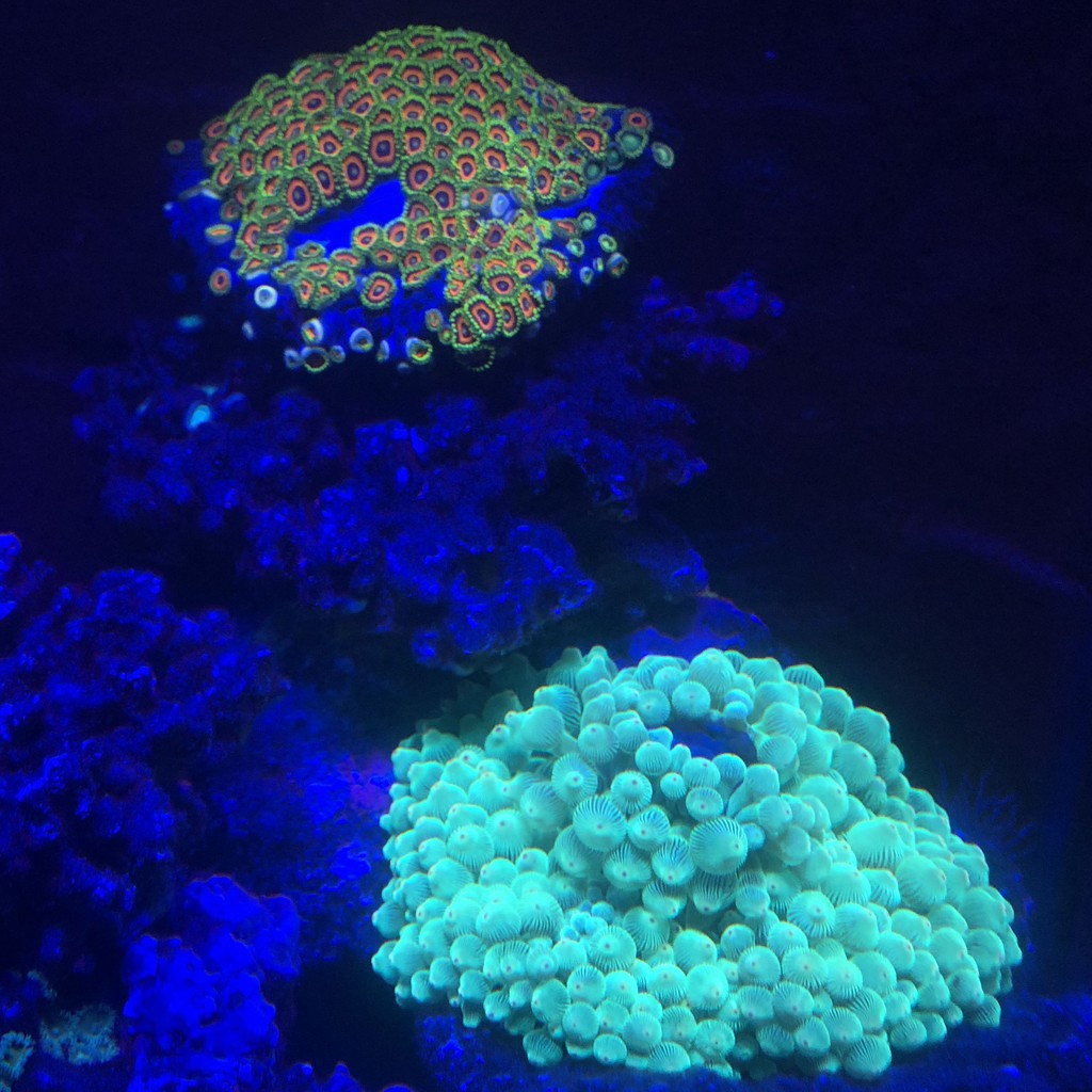 現貨/免運) 1尺半1.5尺全藍LED水族燈珊瑚軟體補光燈30W加強版IPx7防水海水燈 (台灣標檢Delfeno德菲諾