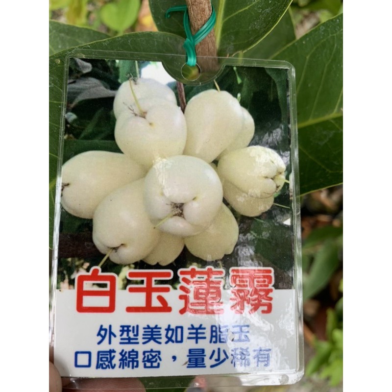 白玉蓮霧- 比價撿便宜- 優惠與推薦- 2026年6月