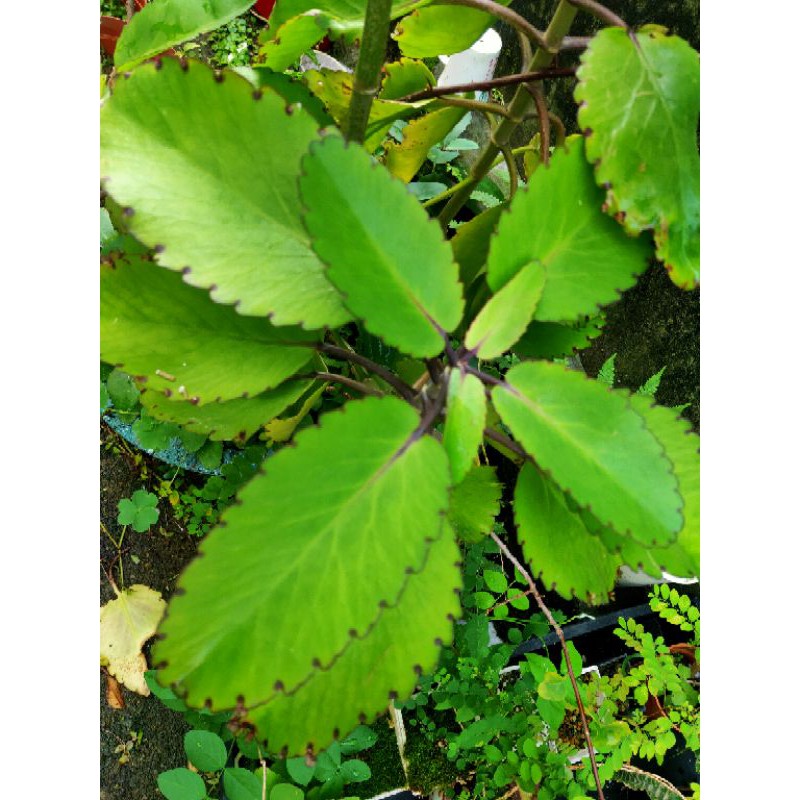 【裸根寄出】落地生根 燈籠花 多肉植物