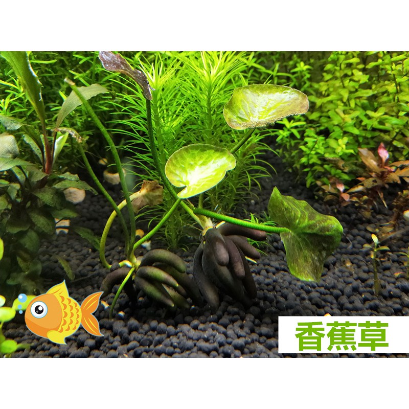 香蕉草 香蕉 草 1顆130元 神經病水草水族