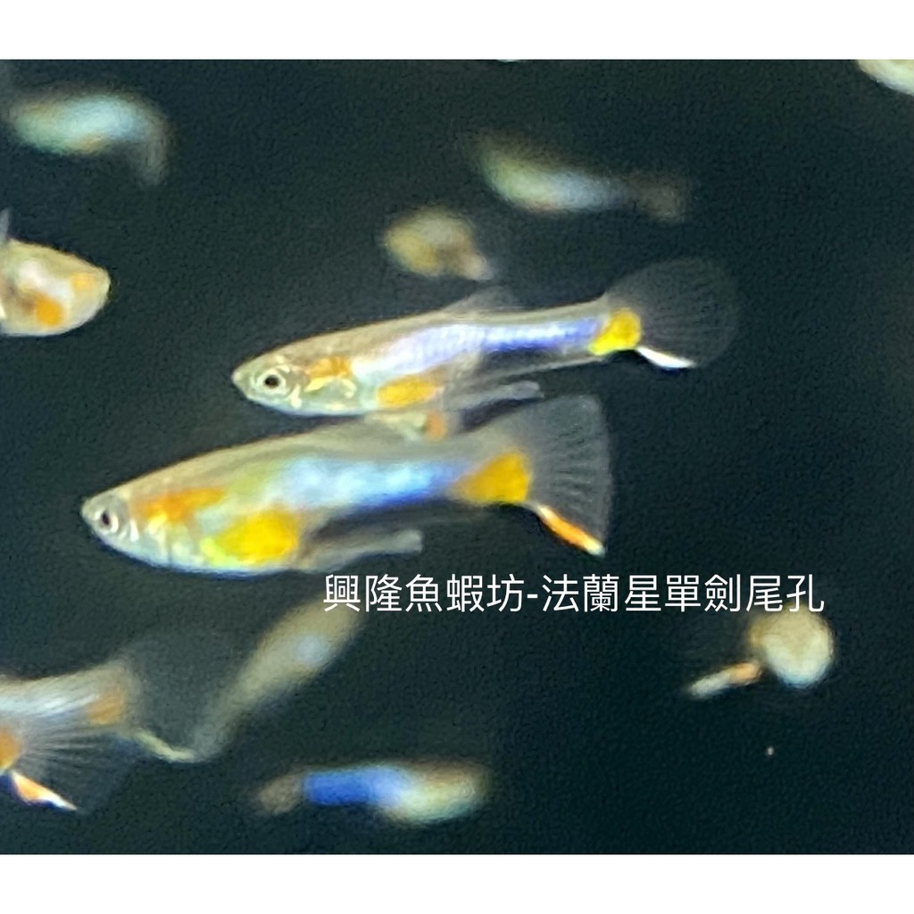 興隆魚蝦坊 法藍星單劍尾孔 25隻上半價 觀賞魚高級活餌飼料 蝦皮購物