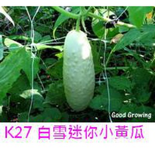 【萌田種子~】K27 白雪迷你小黃瓜種子0.47公克 , 優良品種 , 口感爽脆多汁 , 每包16元~