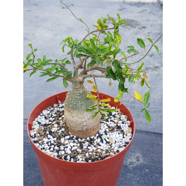 瘋肉植物園 多肉植物 火星人 特大 塊根 蝦皮購物