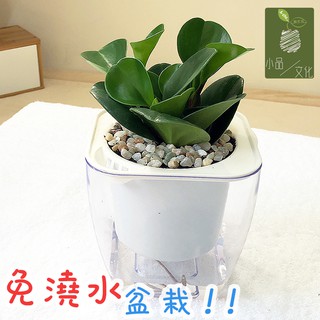 【小品文化】圓葉椒草【現貨】4吋透明懶人盆栽 加水更方便 觀葉植物 室內植物 自動吸水 創意花盆 居家辦公盆花 種子