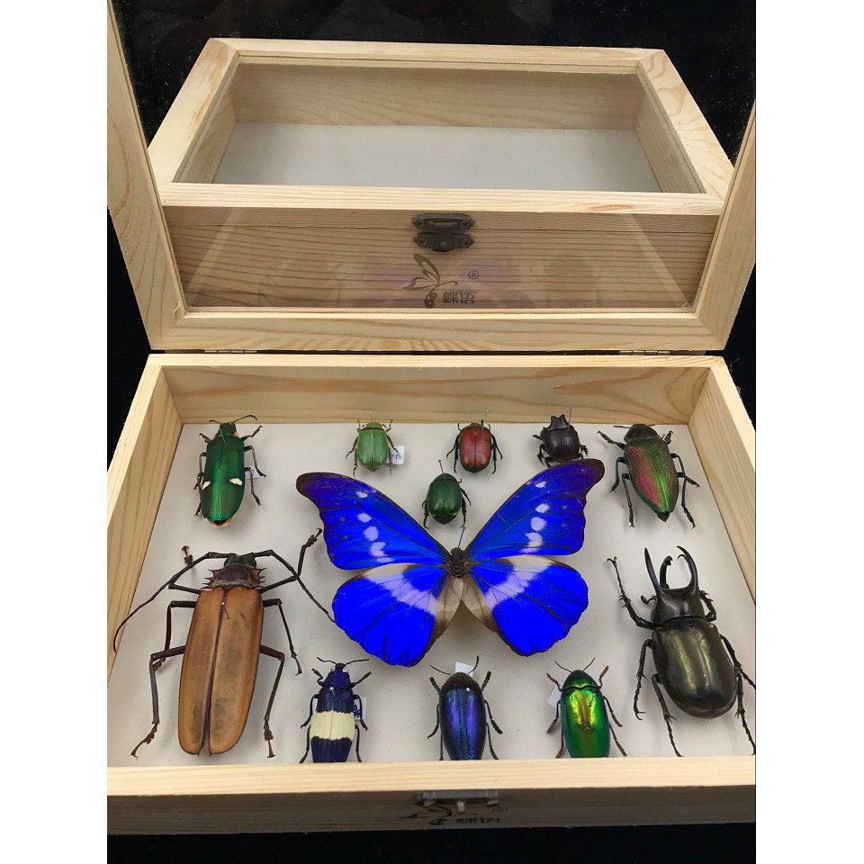 蝶語昆蟲標本盒針插標本盒標本儲存工具實木環保 空盒 蝦皮購物