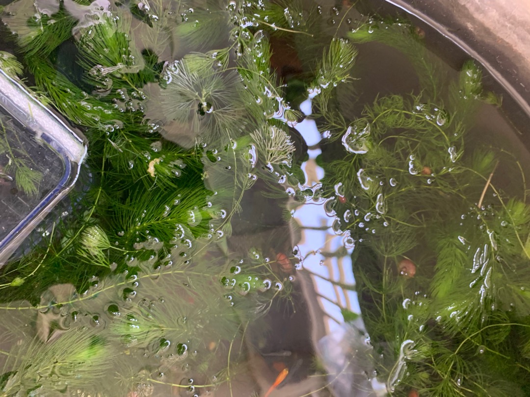 金魚藻魚缸基本入門款無根強健陰性水生植物淨化水質 水之舞坊 蝦皮購物