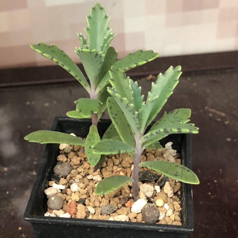 H95 不死鳥熊多肉植物6 29 蝦皮購物