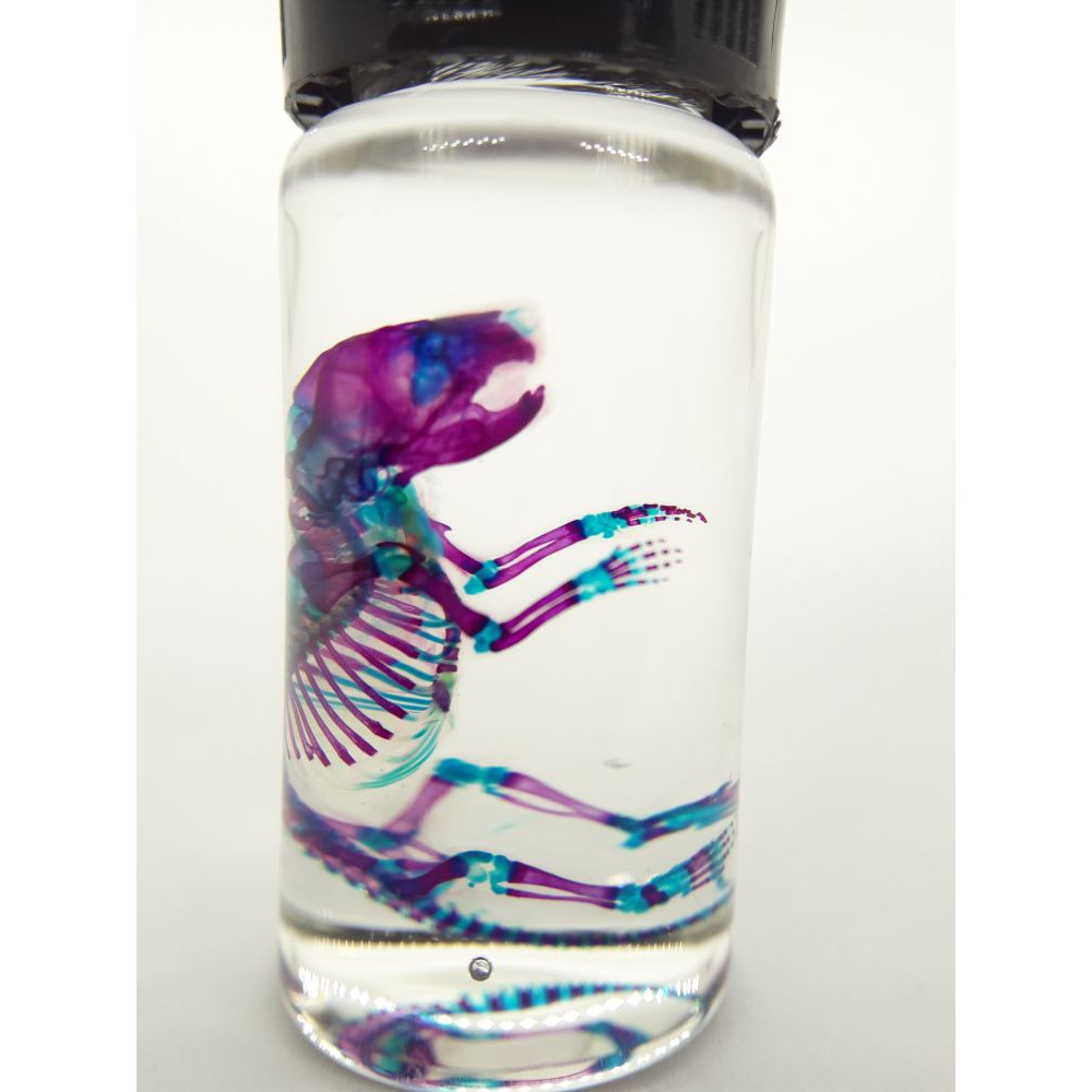 小白老鼠透明標本透明魚骨骼標本科學人的日常 蝦皮購物