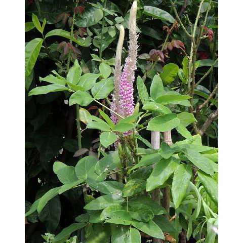 **貝蘿香草花園**優質種子 通天草 狗尾草 貓尾草 種子