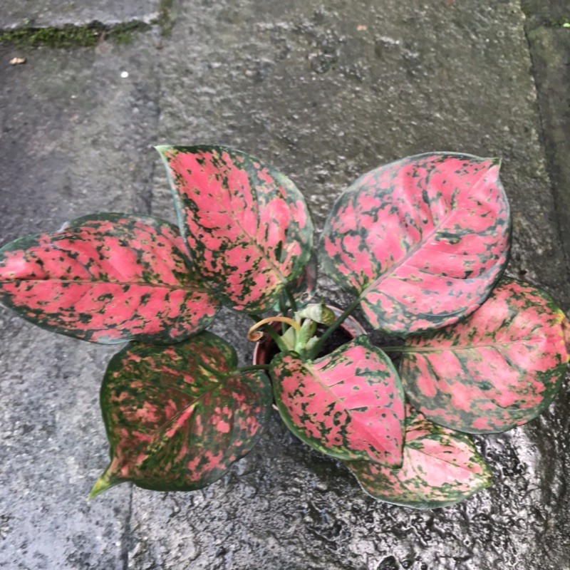 糀町雨林植物：亞曼尼粗肋草、阿曼尼觀葉、喜蔭植物