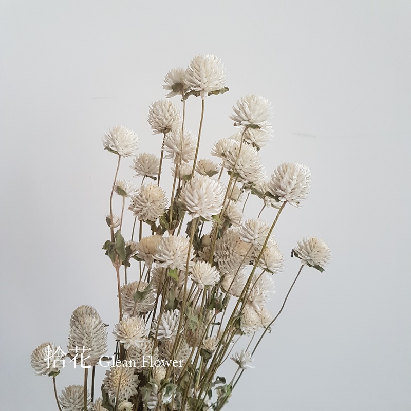 乾燥花素材 Ptt Dcard討論與高評價網拍商品 21年10月 飛比價格