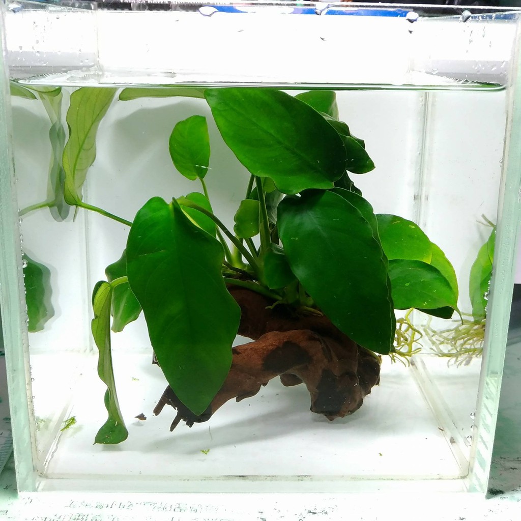 真水草造景小榕流木拍攝魚缸尺寸15 15 15 天然流木大每個造景成品大小樣子都不太一樣隨機出貨 蝦皮購物