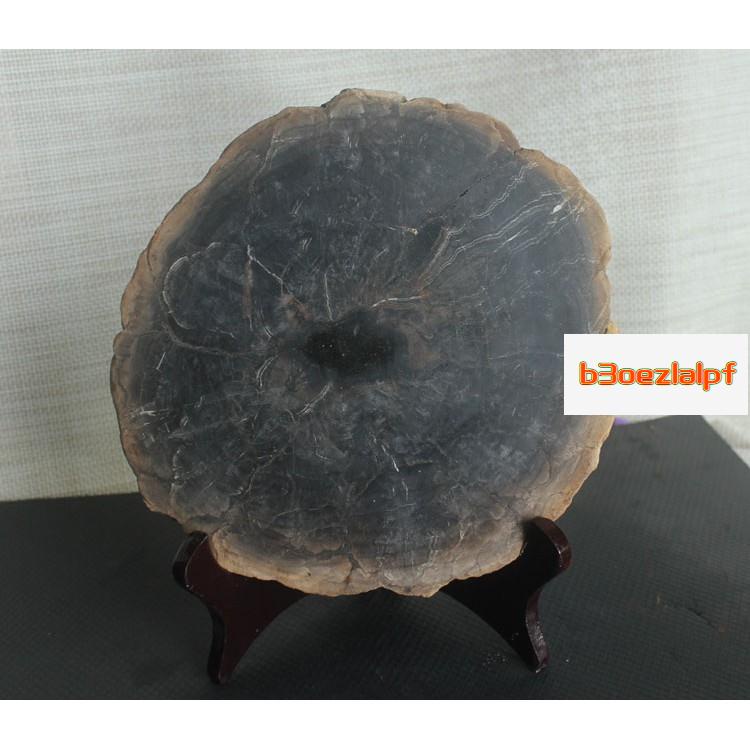 免運 天然樹化石片擺件硅化木木化石原石毛料 蝦皮購物