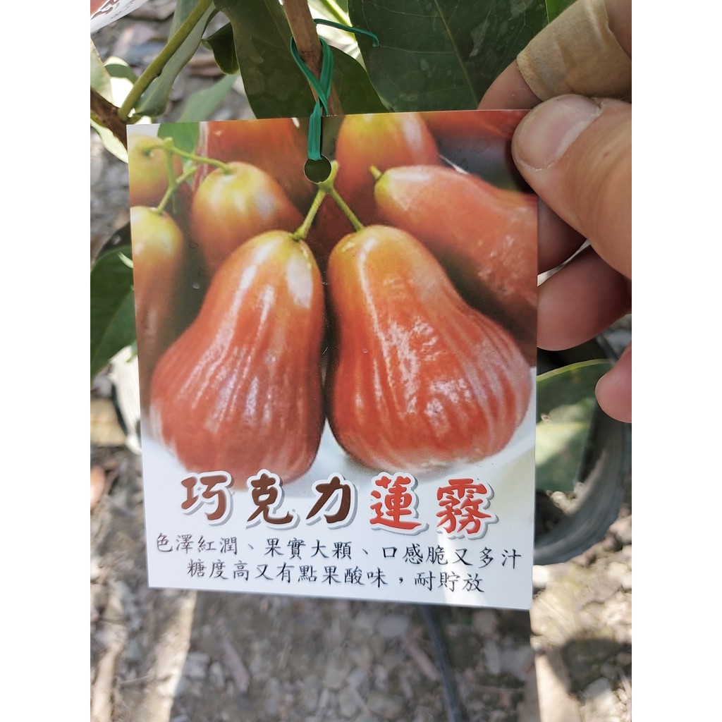 巧克力蓮霧苗的價格推薦 2021年12月 比價比個夠biggo