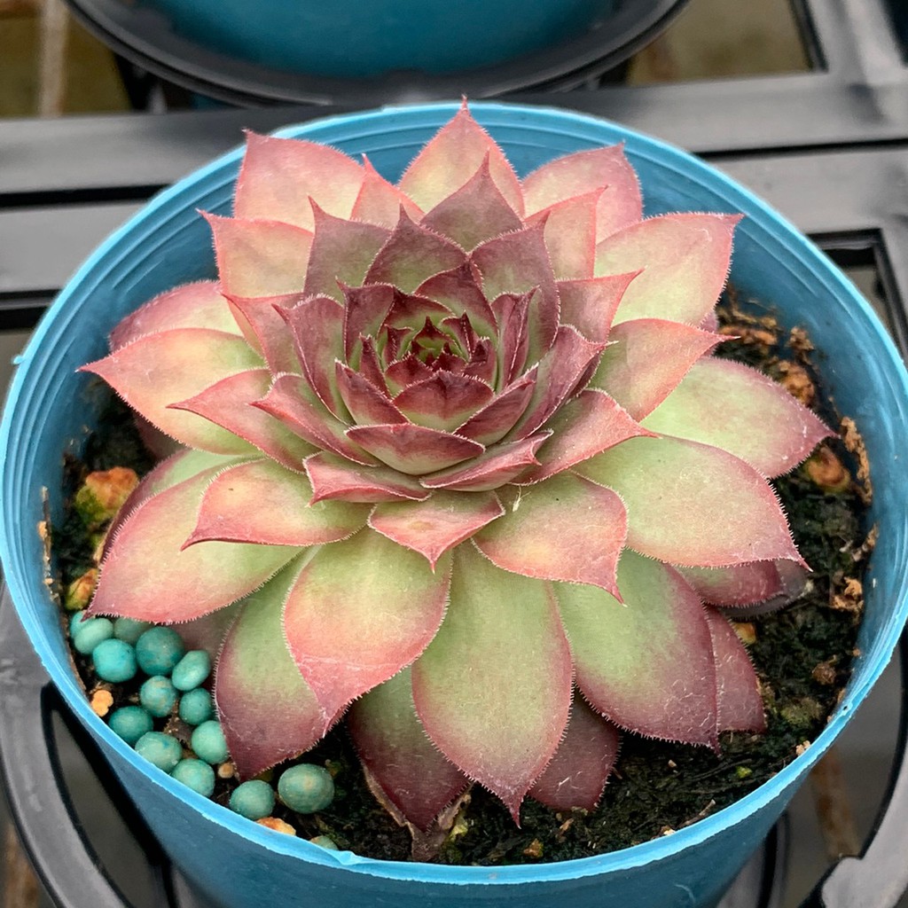 麗加蘭園 多肉植物 三寸盆 時尚女神 極漂亮紅系卷絹 數量有限 目前缺貨約圖上一半大小出貨 圖三現貨圖 蝦皮購物