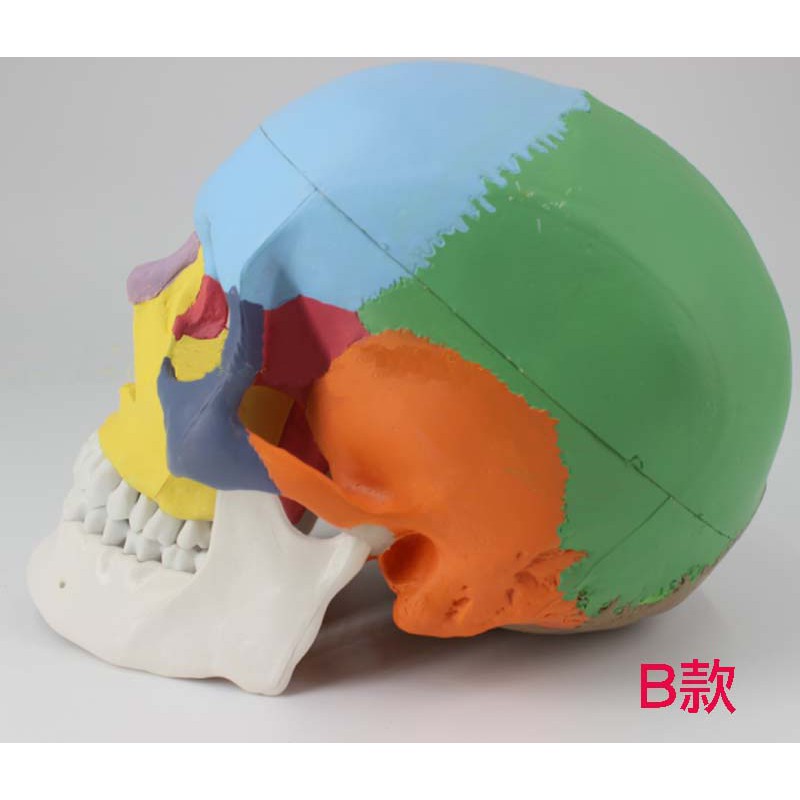 可開發票 人體頭骨骨骼模型 彩色頭骨 數字標誌 大骨縫線 三款可選 解剖指導 手術練習 仿真模擬ARBB客滿來