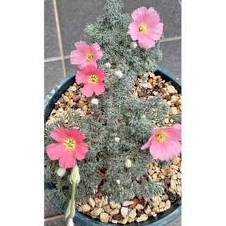 白皮月界 (sarcocaulon peniculinum)