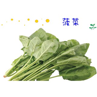 菠菜 蔬菜之王 種子區