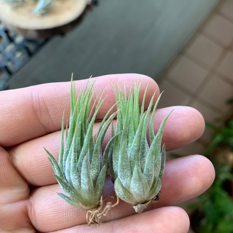 空氣鳳梨 榛果小精靈 ionantha Haselnuss