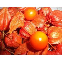 紅燈籠果種子40粒100元 種植:秋天，春天 討喜的顏色直接食用或做甜點及果汁皆可。 可直接播種在排水良好的濕潤土壤栽培