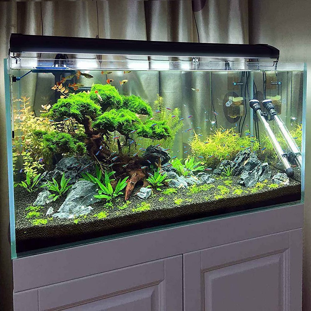 植物生態燈 拍賣 評價與ptt熱推商品 21年6月 飛比價格