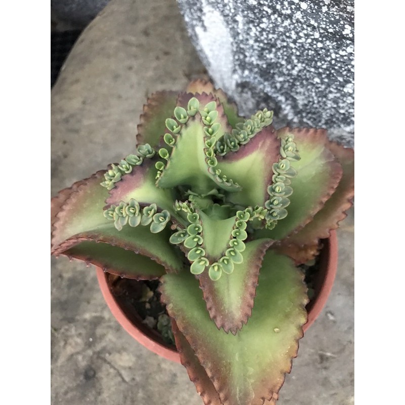 蕾絲姑娘 落地生根 多肉植物 小側芽 蝦皮購物