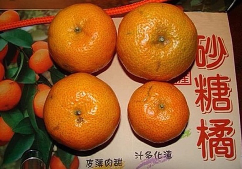 正宗砂糖橘 2斤200 蝦皮購物
