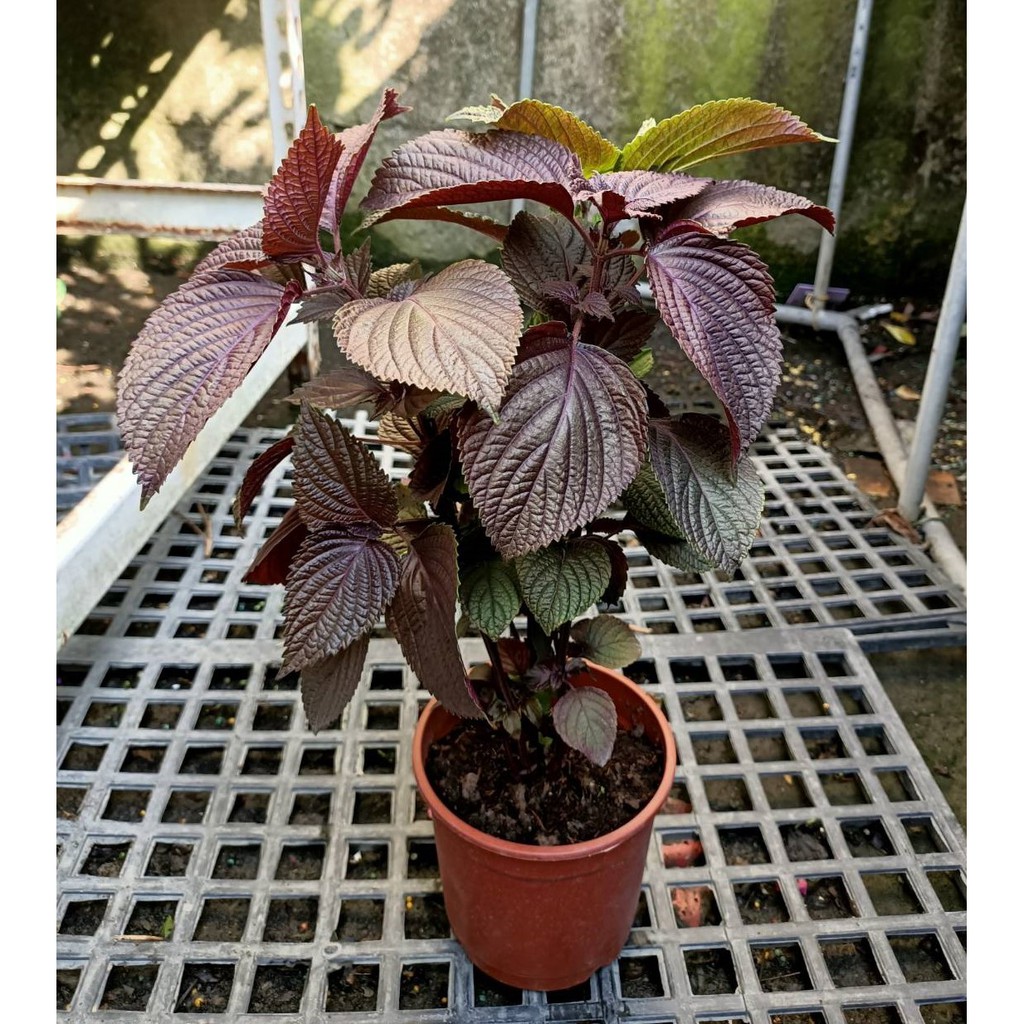李家果苗紫蘇苗紫蘇葉5吋盆香草植物食用紫蘇高度 30公分單價100元 蝦皮購物