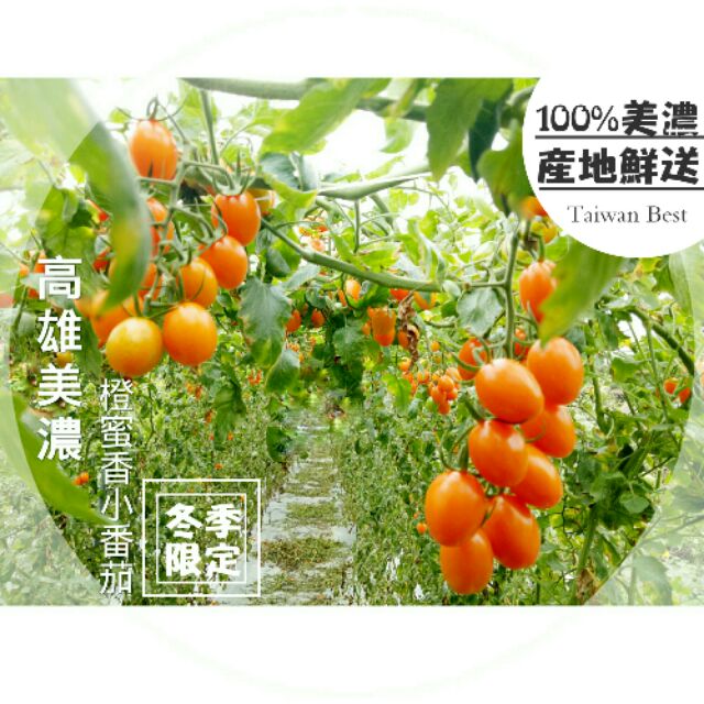 【冬季限定】高雄美濃超人氣橙蜜香小番茄/玉女小番茄🍅