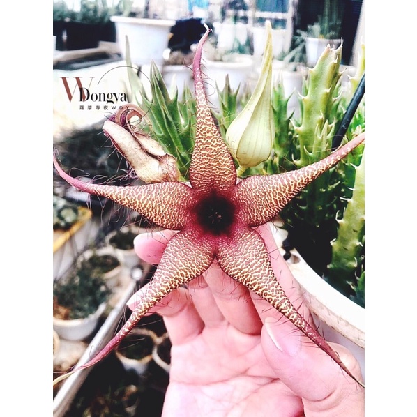 蘿藦多肉592 Orbea caudata x Stapelia gigantea 尾花角X巨花犀角  暱稱：巨尾角