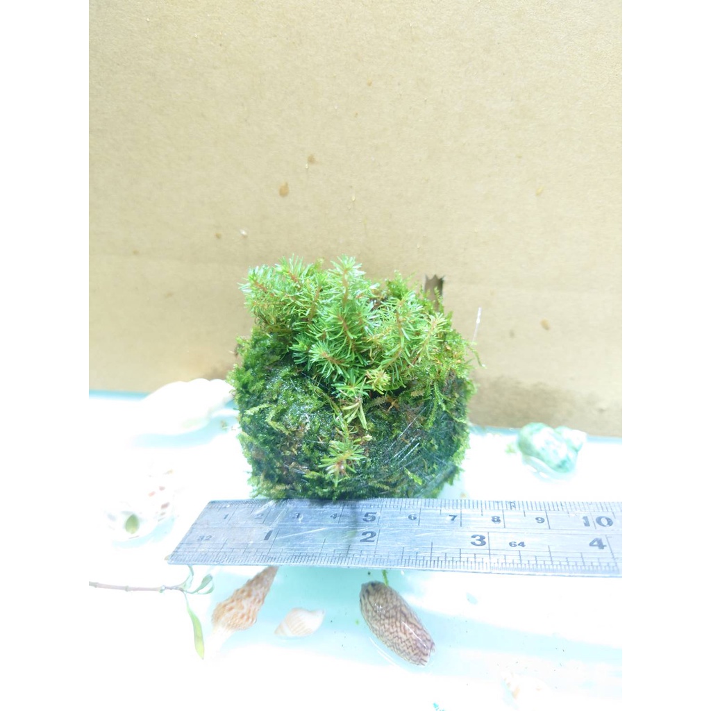 阿馨水草屋 二棲植物 二棲植物台灣水杉莫絲療癒球 可全入水 二棲水生植物 水陸植物缸 蝦皮購物