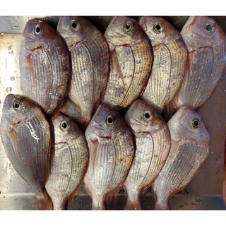 板橋阿禧鮮魚行台灣肉魚肉鯽魚巴掌魚 蝦皮購物