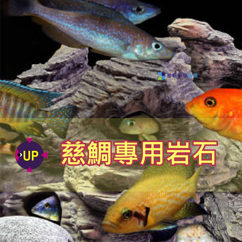 慈鯛 優惠推薦 21年6月 蝦皮購物台灣