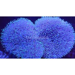 Formosaaqua丑魚棧 花環珊瑚 人工飼養 顏色亮麗 海水缸必備美品 蝦皮購物