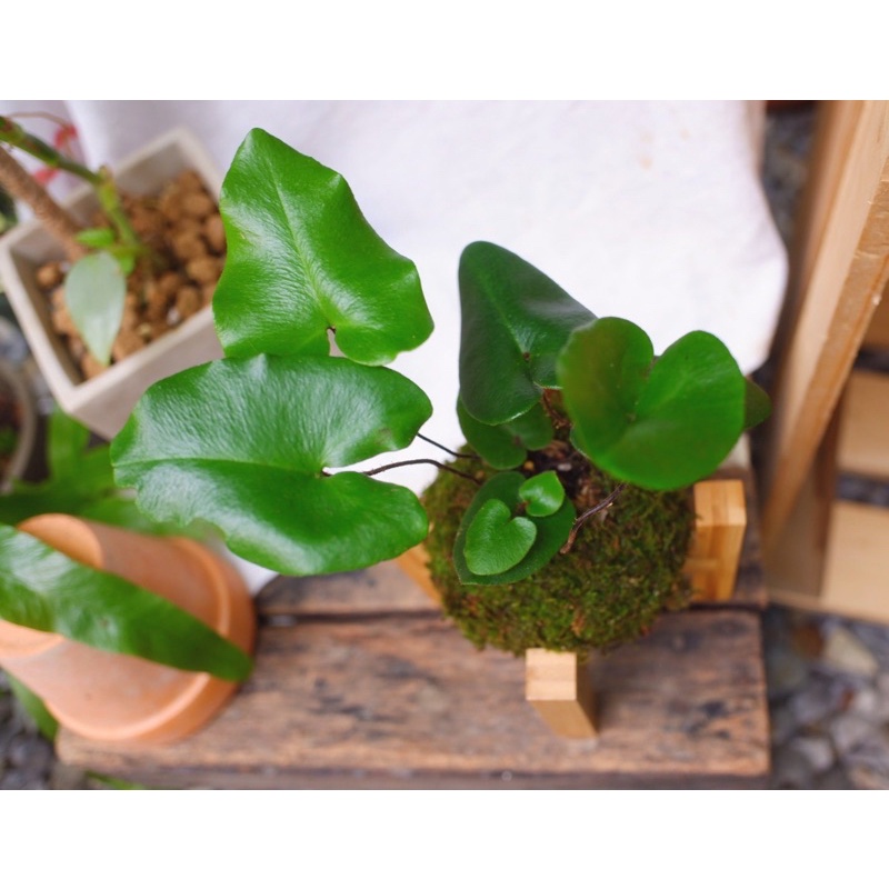 心葉蕨苔球苔玉室內植物蕨類植物植栽盆栽辦公室植物觀葉植物 蝦皮購物