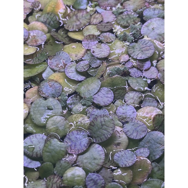 臥水族 豹紋圓心萍 水面葉 單株 耐養水草水生植物水草造景真水草耐熱不需co2 降低no2 No3 蝦皮購物